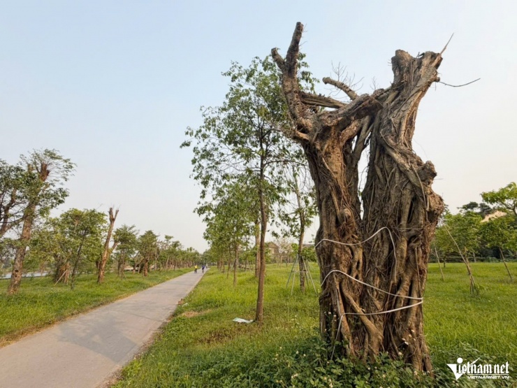 Một số cây cổ thụ chết khô trong công viên.