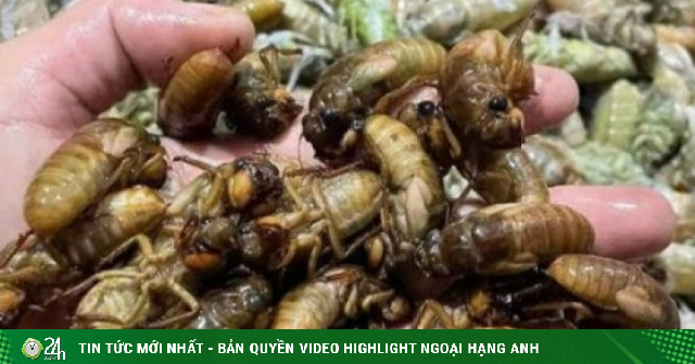 Đổ xô vào rừng đêm khuya săn 'lộc trời' thu bạc triệu mỗi ngày