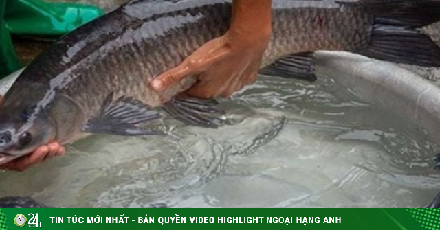 Loại cá chuyên ăn ốc, thịt chắc, ít tanh, rất "được lòng" giới sành ăn, ví như "vua của các loại cá nước ngọt"