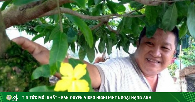 Từ vụ tịch thu 42 cây mai vàng ở Côn Đảo, TPHCM, nhà vườn loay hoay tìm cách làm "lý lịch" cho cây cảnh