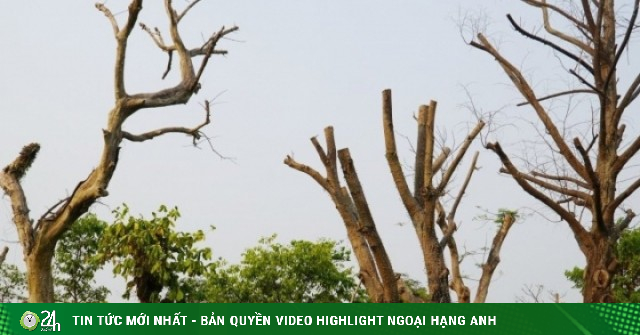 Hàng loạt cây xanh chết khô ở công viên trung tâm