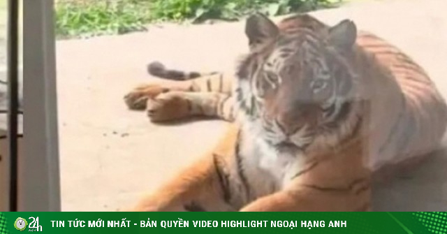 Dịch vụ 'ngủ cạnh hổ' giá 168 tệ/đêm gây tranh cãi ở Trung Quốc