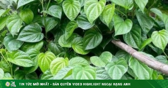 Việt Nam có sẵn “thảo dược quý” dưỡng gan bổ não, nhiều người chưa biết tận dụng