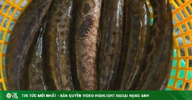 Dân Cà Mau bắt con cá da có đốm đen này đi rang muối, làm món đặc sản đồng quê, 9 người nếm 10 tấm tắc