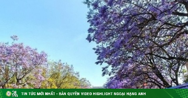 50.000 cây phượng tím nở rộ, du khách ùn ùn đổ về thưởng hoa