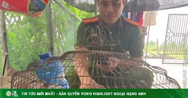 Động vật 'lạ' xuất hiện trong khu dân cư