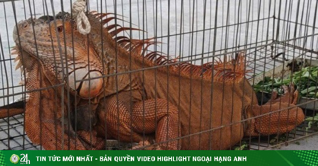 Tiếp nhận rồng Nam Mỹ 'khủng' do người dân giao nộp