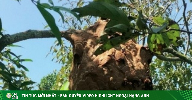 Săn loài côn trùng “sát thủ” kiếm tiền triệu mỗi ngày