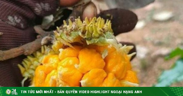 Loại quả rừng vị lạ khiến dân mạng "phát sốt", không cần chăm vẫn “hái ra tiền”