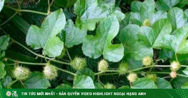 Loại rau đắng ngắt thành đặc sản hái bán quanh năm 70.000 đồng/kg