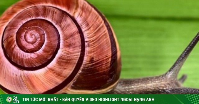 Số ốc sên trị giá 100.000 USD bị đánh cắp