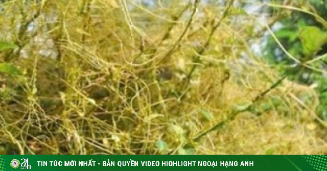 Công dụng bất ngờ của dây tơ hồng vàng đối với sức khỏe nam giới