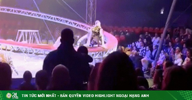 Hổ sổng khỏi lưới bảo vệ, lao về phía khán giả trong rạp xiếc