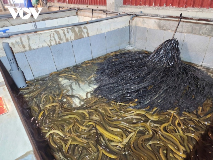 Bể nuôi lươn không bùn trên tầng thượng nhà anh Trần Anh Duy