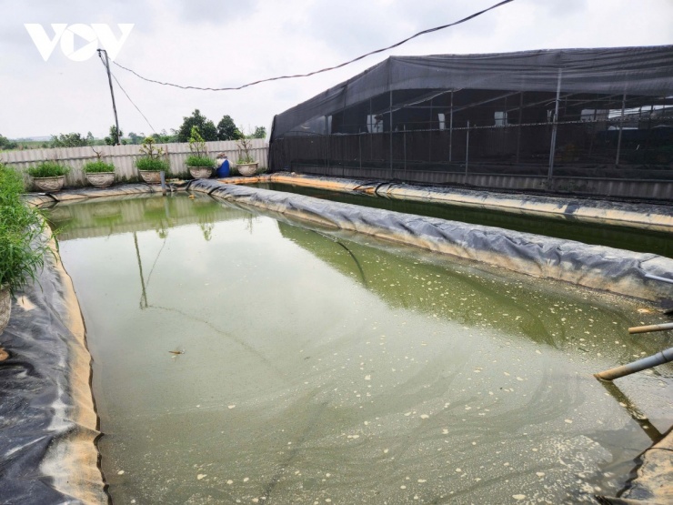 Khu vực bể xử lý nước cho lươn 