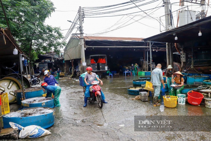 Tuy nhiên, nghịch lý nằm ở chỗ, một "túi cá" khổng lồ như vậy lại đang hoạt động dưới hình thức tự phát, tạm bợ khi chưa có quyết định thành lập chính thức từ cơ quan có thẩm quyền.