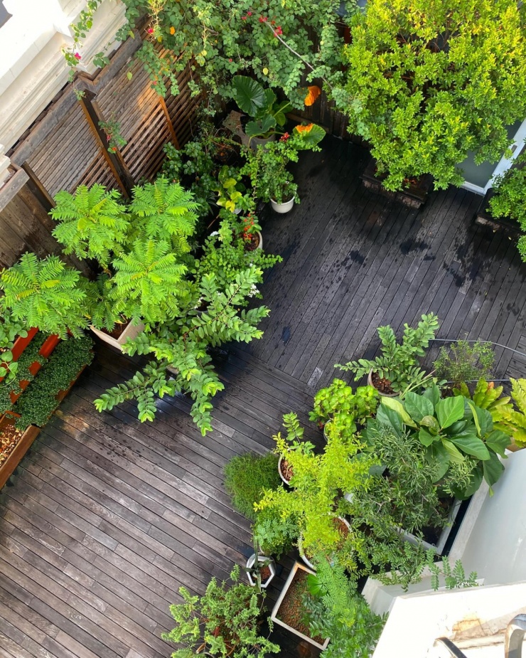 Vườn rau sạch trong biệt thự 500 m2 của Tăng Thanh Hà - 2