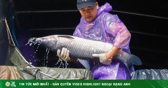 Chợ cá lớn nhất Hà Nội sắp bị giải tỏa: Tồi tàn và ô nhiễm đến mức nào?