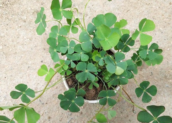 Thứ rau này làm thành món ăn ngon và có những công dụng với sức khoẻ mà ít người biết.