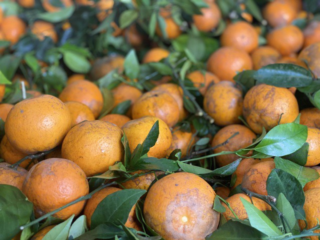 Dù trên thị trường có rất nhiều loại quả nhưng mặt hàng quýt sim vẫn là một trong những loại trái cây 'hot' và được nhiều người tiêu dùng ưa chuộng.