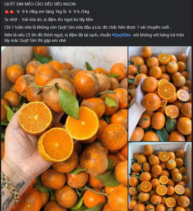 Hiện tại, ở cả thị trường truyền thống và 'chợ mạng' giá quýt sim đang được rao bán từ 20.000 – 35.000 đồng/kg (tùy loại).