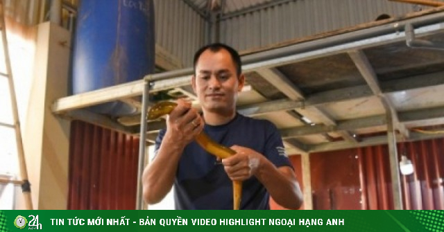 Mô hình nuôi lươn "độc lạ" trên tầng thượng ở Bắc Ninh, hiệu quả bất ngờ