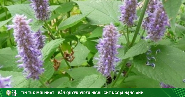 Cây thuốc Việt thơm nức mũi, biết sử dụng da đẹp, dáng xinh, cơ thể khỏe mạnh