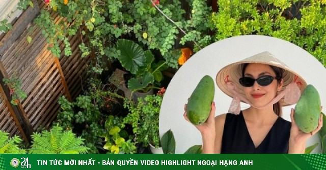 Vườn rau sạch trong biệt thự 500 m2 của Tăng Thanh Hà