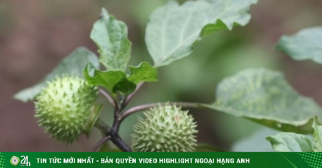 Loại cây mọc hoang dã chữa đau dạ dày cực hiệu quả