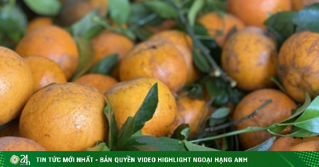 Quýt sim cuối vụ ngọt lịm, vỏ mỏng dính, giá rẻ, tiểu thương nhập hàng liên tục bán không nghỉ tay