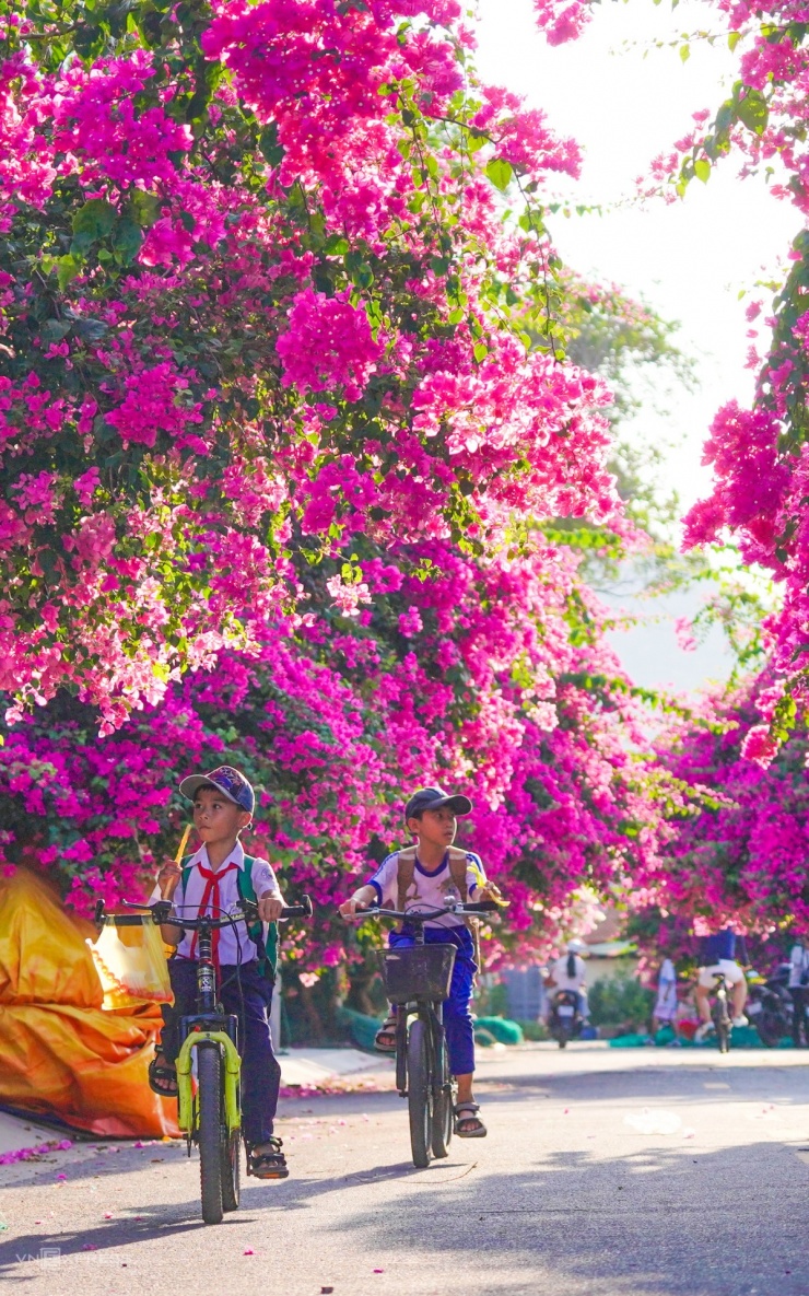 Tuyến đường hoa giấy nở rộ tại làng chài Nha Trang - 5