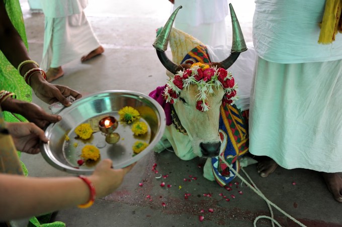 Các tín đồ làm lễ cầu phúc bên bò thiêng "Ganga" tại đền Lord Jagannath, Ahmedabad. Ảnh: AFP