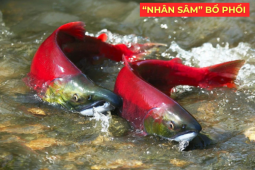 Tin tức sức khỏe - "Nhân sâm dưới nước" siêu đắt đỏ, được ví như “vàng lỏng” cho người đàm, ho, khó thở!