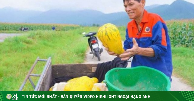 Đây là loại quả ngon mùa hè ăn mát tận chân răng, đang bán được giá tốt ở Hà Tĩnh