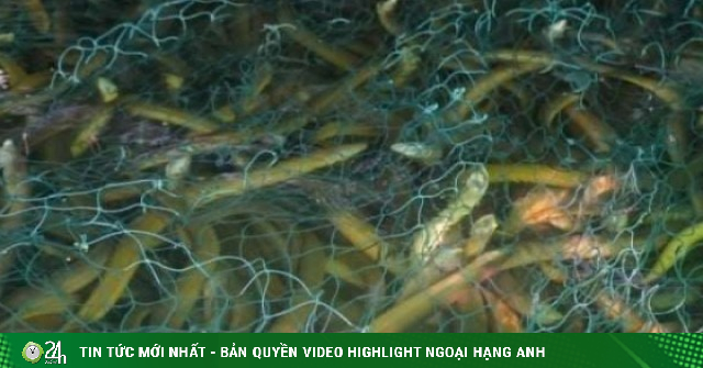 100 tấn lươn nuôi quá lứa của nông dân Cà Mau (địa phận Bạc Liêu trước đây) mấy tháng nay chả ai hỏi mua, đến khổ!