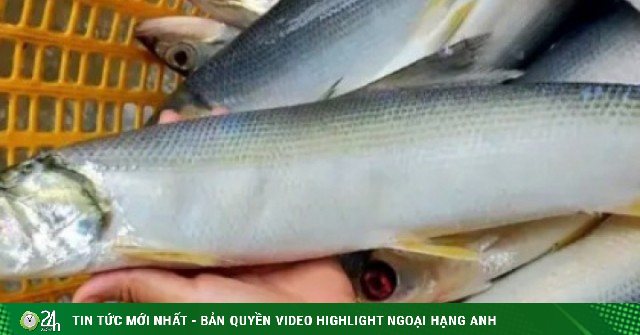 Cá đặc sản muốn mua phải đặt trước, 300.000 đồng/kg