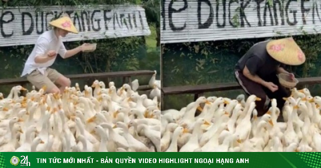 Clip du khách Tây chăn vịt theo nhạc ở Quảng Trị khiến dân mạng cười bò