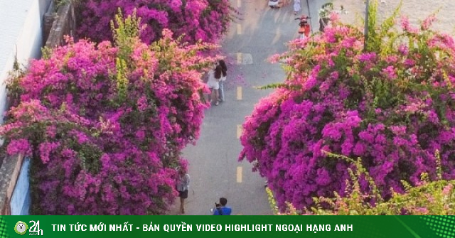 Tuyến đường hoa giấy nở rộ tại làng chài Nha Trang
