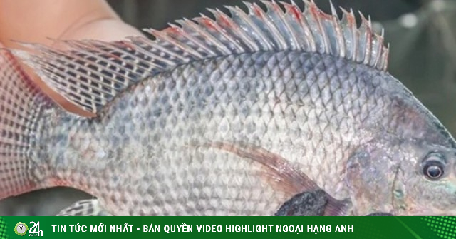 Ít xương, thịt ngọt, giá mềm, loại cá bình dân nhưng giá trị dinh dưỡng khiến nhiều người bất ngờ