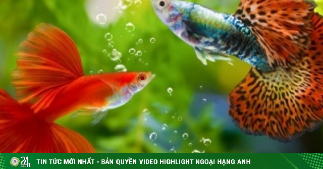 Cá mini 7 màu hoá “mỏ vàng” trong giới sinh vật cảnh