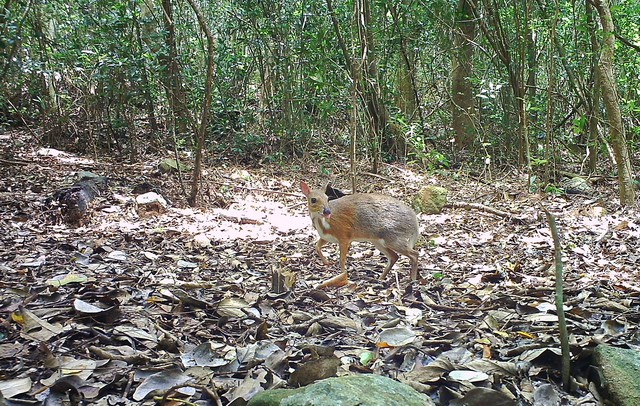Ngoài voọc chà vá chân đen, Vườn quốc gia Núi Chúa còn là nơi sinh sống của nhiều loài chim, bò sát và thú nhỏ đặc hữu. Đáng chú ý, trong một đợt nghiên cứu gần đây, các chuyên gia đã phát hiện loài cheo cheo lưng bạc quý hiếm.