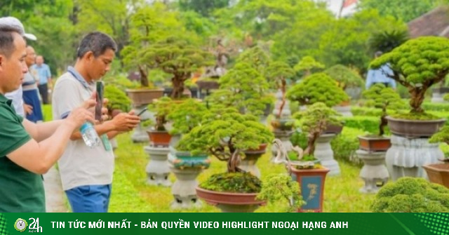 Vào chốn Hoàng cung, ngắm phong lan, cây kiểng, đá cảnh 3 miền