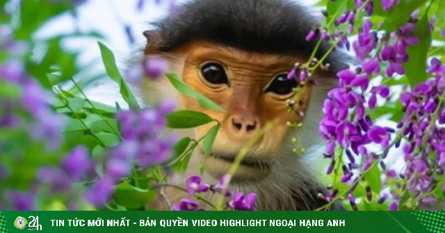 Hoa thàn mát nhuộm tím bán đảo Sơn Trà mùa tháng tư