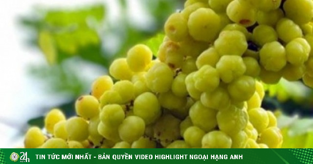 Quả ăn vặt đặc sản khoái khẩu có giá tới 180.000 đồng/kg