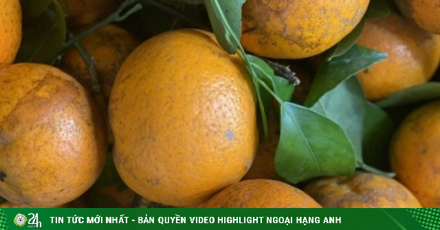 Loại quýt rám đang bán đầy chợ Việt có gì đặc biệt mà khiến chị em yêu thích đến mấy?