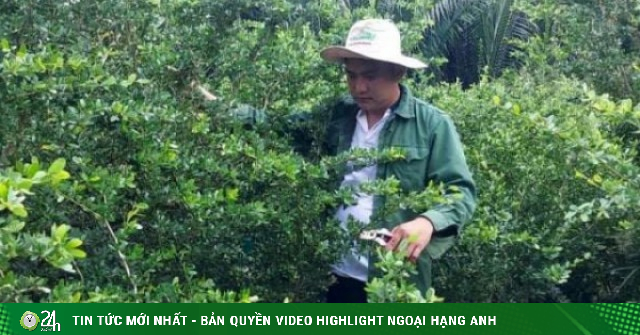 Làm "căn cước" cho linh sam bonsai, trai làng Tiền Giang, nay là tỉnh Đồng Tháp đưa cây kiểng đi bán khắp nơi