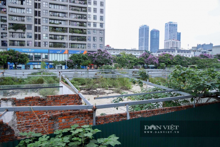 Hiện cỏ mọc um tùm tại ô đất A/D18, hình ảnh ghi nhận ngày 24/4.