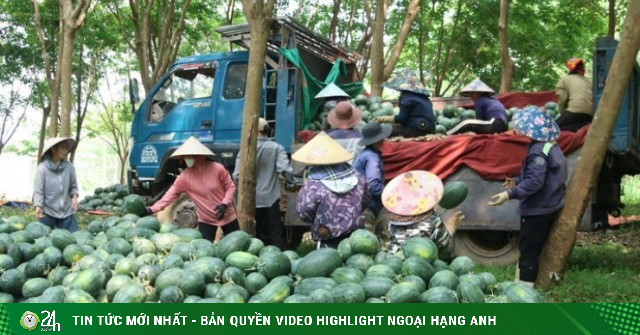 Giá dưới 3.000 đồng/kg, nông dân vựa dưa hấu lớn nhất Quảng Trị lỗ triền miên