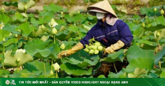 Trồng sen nở sớm, cặp vợ chồng Nghệ An bẻ bán giá tốt, thu tiền liền tay, có loại hoa sen Tịnh Đế hiếm gặp
