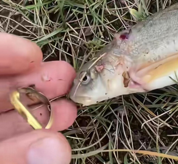 Vật giống như nhẫn vàng được phát hiện trên mình con cá.